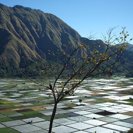Rinjani Green Park Sembalunlawang Buitenkant foto